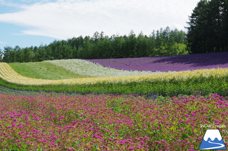 カメラを片手に夏の中富良野～上富良野・ラベンダー花畑巡り☆